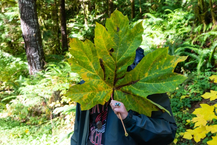 <p>acer macrophyllum</p><p>characteristics: huge dinner plate sized heavily lobed leaves, low apical control, ridged, moisture-rich bark is ideal for epiphytes</p>
