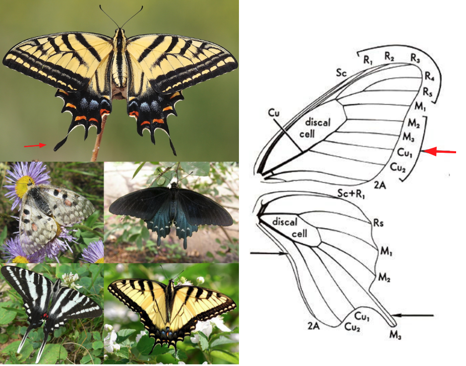 <ul><li><p>Front legs not reduced</p></li><li><p>FW with <strong><em>R 5-branched</em></strong></p></li><li><p>HW with 1 anal vein and <strong><em>usually with tail-like projection </em></strong>(not always!)</p></li><li><p>Size large, usually brightly colored with black, yellow, and other colors</p></li></ul><p></p>