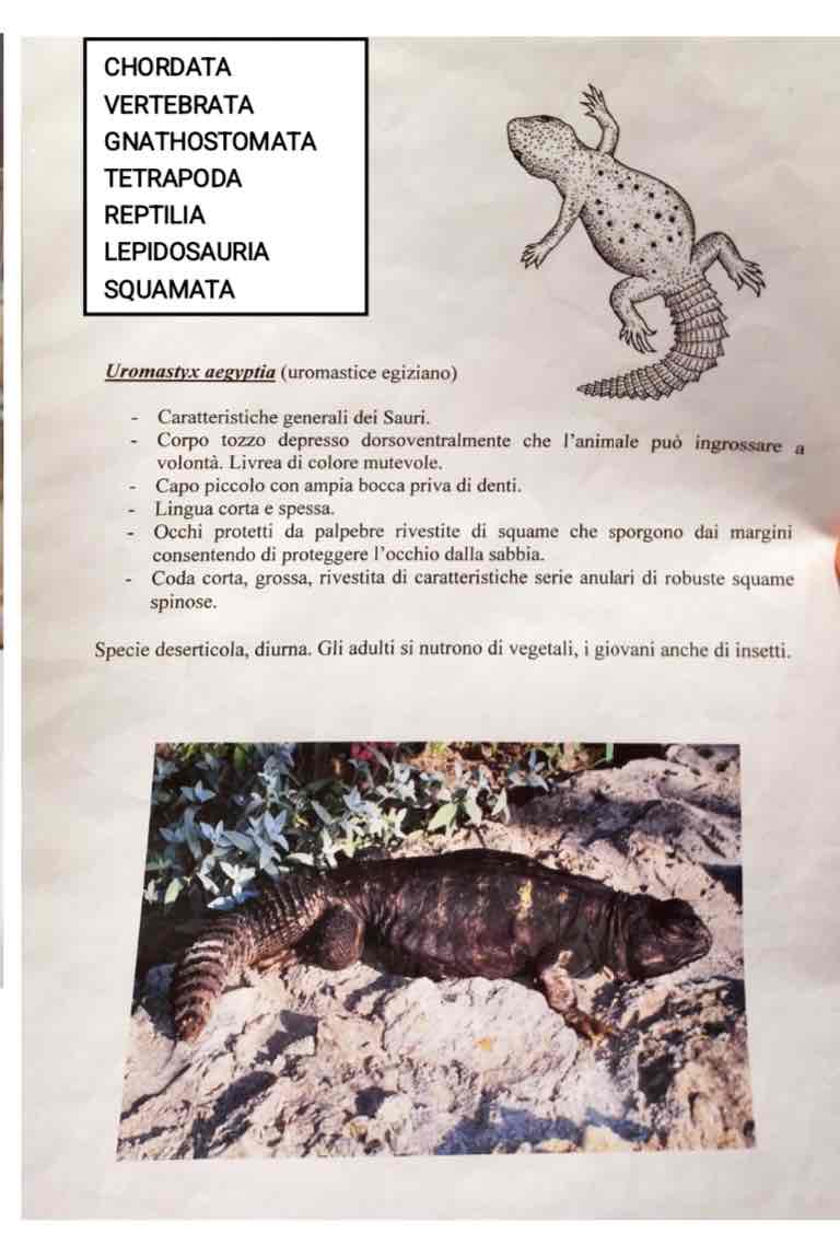 <p>Cordati</p><p>Vertebrati</p><p>Gnatostomi</p><p>Tetrapodi</p><p>Rettili</p><p>Lepidosauria </p><p>Squamati</p><p>Uromastyx aegyptia (uromastice egiziano)</p>