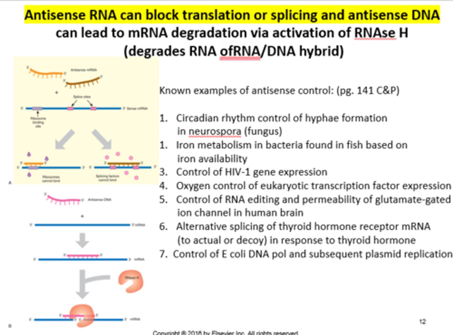 <p>Genetic regulation: translation, splicing in all organisms, single-stranded.</p><p>Templated from coding (sense) strand</p>