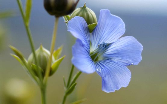 <p>Lein, Flachs</p>