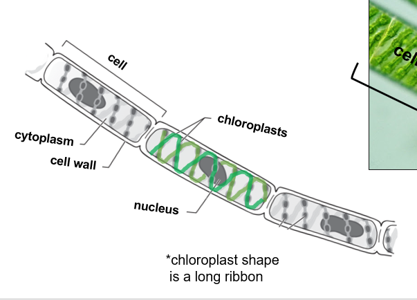 <p>What is Spirogyra?</p>