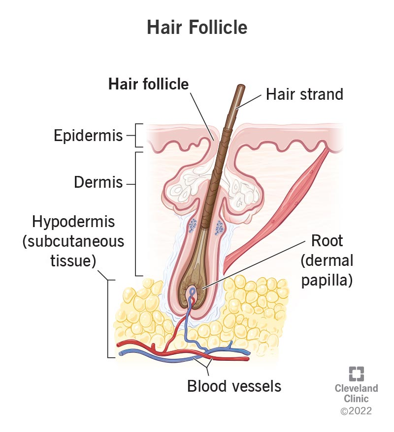 <ul><li><p>Composed of epithelial root sheath and fibrous sheath</p></li><li><p>Anchors hair into skin</p></li><li><p>Extends from epidermis into dermis and hypodermis</p></li></ul><p></p>