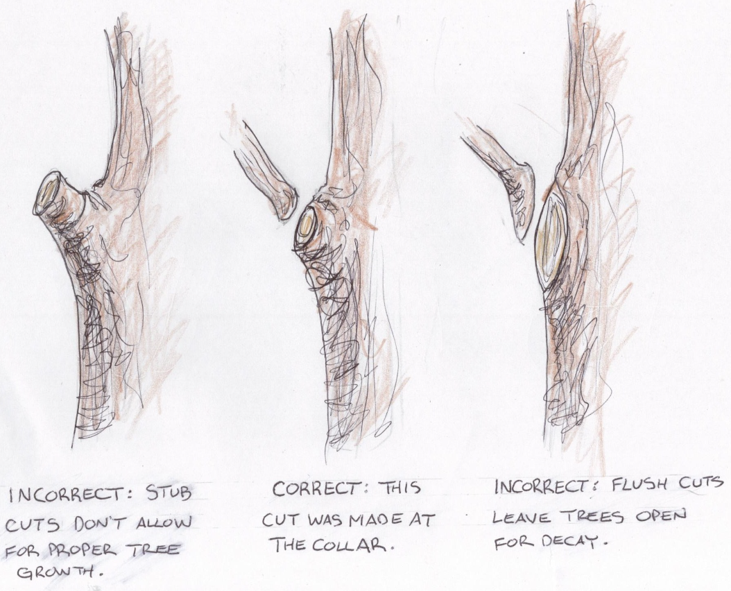 when cut is made way too far outside of branch ridge/collar; leaves a stub \[far left on diagram\]