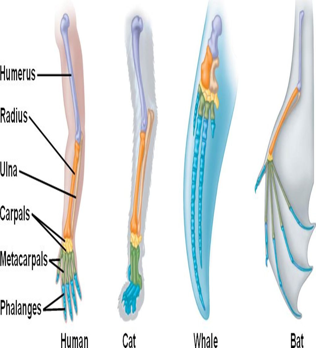 <p>structures that have different forms but development from the same embryonic tissue </p>