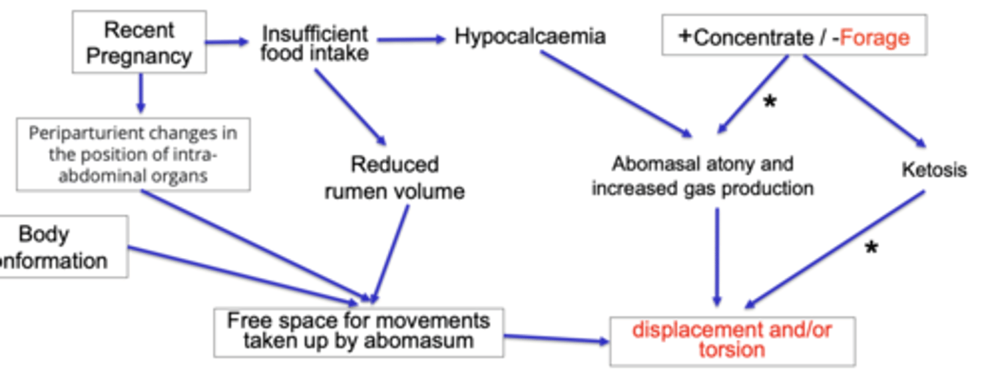 <p>recent pregnancy: there will be changes in the position of abdominal organs, and also insufficient food intake which leads to hypocalcemia and abomasal atony and ↑ gas</p><p>body conformation</p><p>+concentrate and -forage diet: will cause ketosis and abomasal atony and increased has production</p>