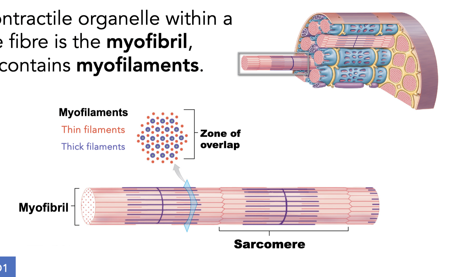 <ul><li><p>the muscle fibre in a contractile organelle is called the myofibril, which contains myofilaments</p></li><li><p>these myofilaments are organized into repeating units called sarcomeres</p></li></ul><p></p>