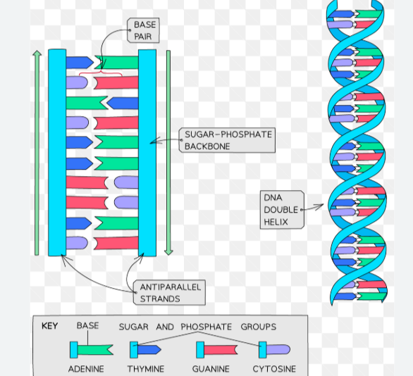 <ol><li><p>double stranded helix</p></li></ol><p>-sugar phosphate backbone</p><p>-nucleotides pairing in the center</p><ol start="2"><li><p>antiparallel</p></li></ol><p>-one strand runs 5’ to 3’, the other strand runs in the opposite, upside-down direction 3’ to 5’</p><p>-5’ end has the free phosphate group</p><p>-3’ end has the free hydroxyl group</p>
