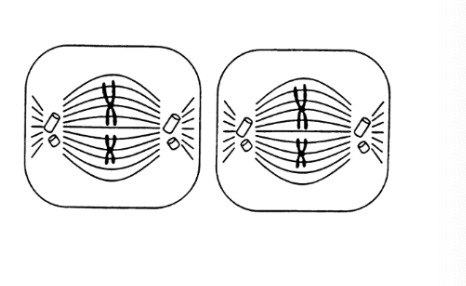 <p>chromosomes line up along the equator, each chromosome attaches to a different spindle fibre by its centromere</p>