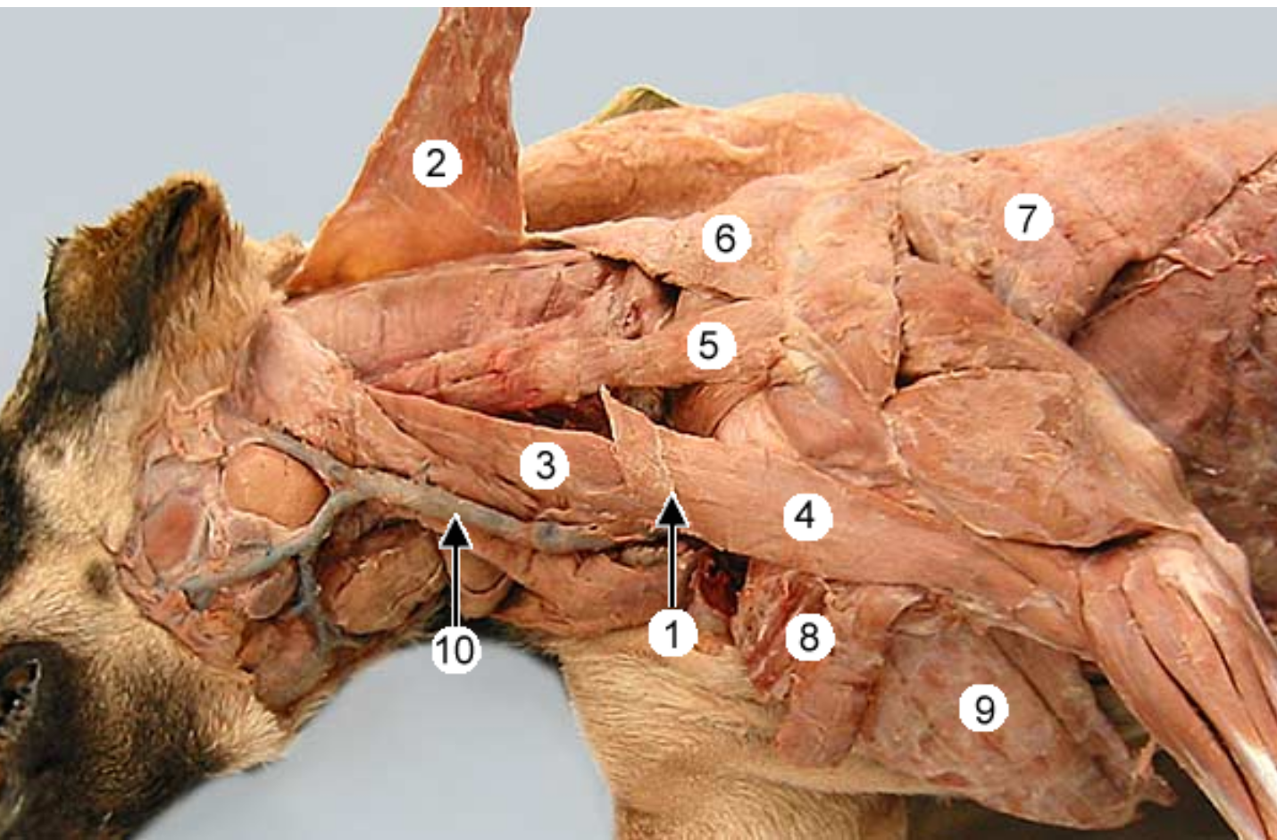 <p>label muscles 2-9 of the dog. (muscle 2 was cut and lifted up, usually connects to 1)</p><p></p><p>name the compound muscle that makes up:</p><p>2,3</p><p>2,3,4</p>