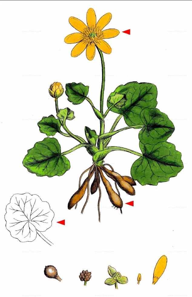 term image