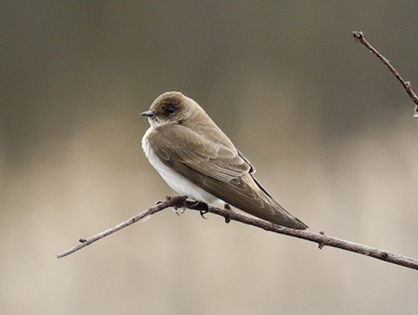 <p>Open areas, often nesting near water in burrows and</p><p class="p1">crevices</p>
