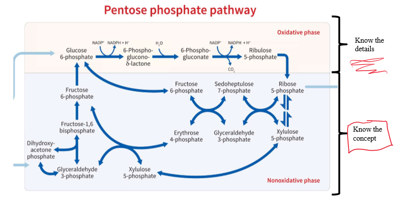 <p>What is the overall equation of the PPP?</p>