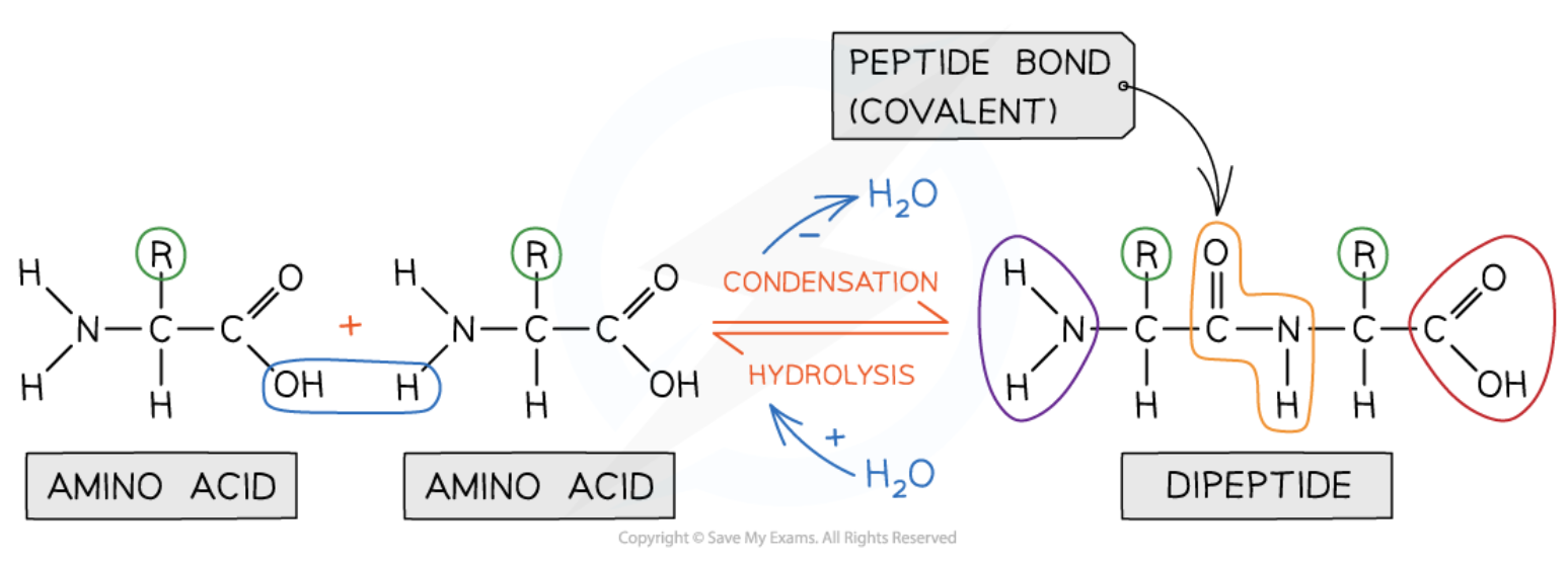 <p></p><p>Forms when the <strong>carboxyl group </strong>of one amino acid <strong>loses an -OH</strong> and the <strong>amine group</strong> of another loses a <strong>hydrogen</strong>. The carbon of the first amino acid then bonds to the nitrogen of the second, releasing water in a <strong>condensation reaction.</strong></p><ul><li><p>a molecule made up of many amino acids linked together by peptide bonds is a polypeptide</p></li><li><p>polypeptides can be <strong>broken down</strong> to amino acids by breaking the peptide bonds in a <strong>hydrolysis reaction</strong></p></li><li><p>this <strong>happens naturally</strong> in the <strong>stomach</strong> and small intestine during digestion</p></li></ul><p></p>