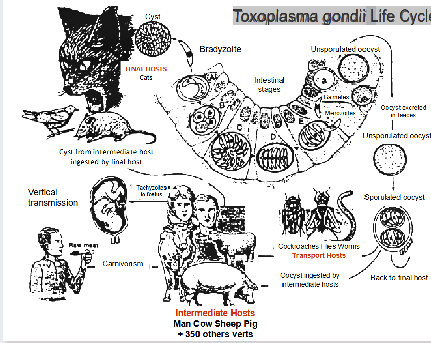 <p>Intracellular protist parasite, cats are definitive host</p>