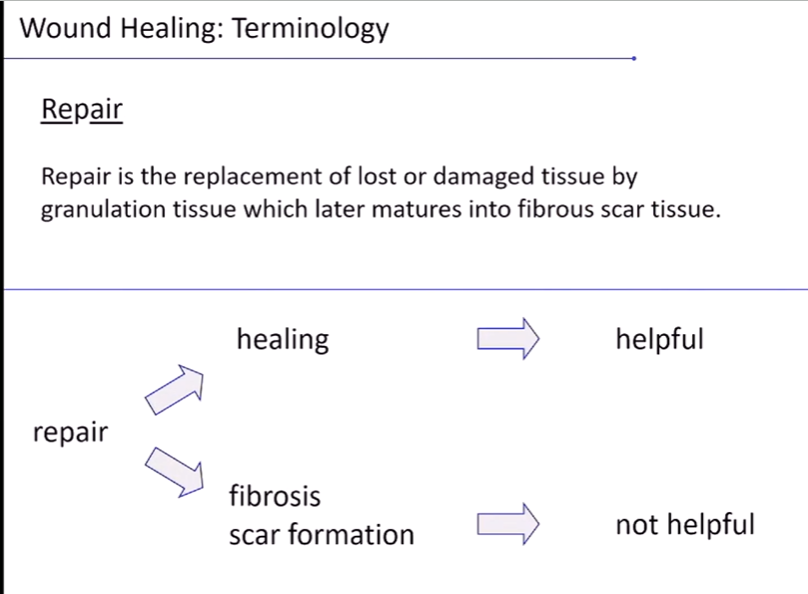 <ul><li><p><strong>healing </strong>- which is helpful </p></li><li><p><strong>fibrosis scar formation</strong> - which is not helpful </p></li></ul><p>apicectomy - root canal via the other end - cutting the gums </p><p>TB lesion has fibrous lesion , but if it was healing we’d call it healing </p>