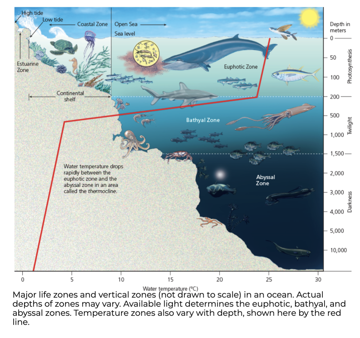 <p><span><strong>Open Sea and Ocean Floor</strong></span></p>