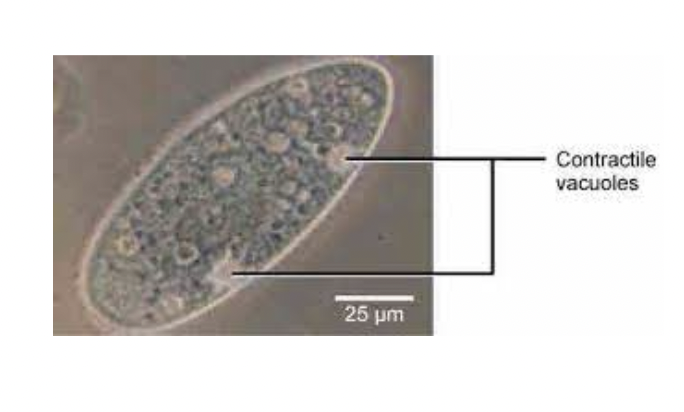 <p><span style="background-color: transparent; font-family: &quot;Proxima Nova&quot;, sans-serif;">In unicellular eukaryotes, like  paramecium,&nbsp; a contractile vacuole is used to dispel excess water. </span></p><p><span style="background-color: transparent; font-family: &quot;Proxima Nova&quot;, sans-serif;">It prevents the single-celled organism from absorbing too much water from its environment- which can cause the cell to die.</span></p>