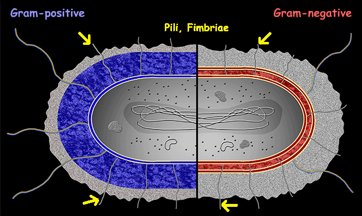 <p>Pili, Fimbriae</p>