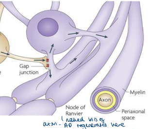 <ul><li><p>Naked (unmyelinated) bits of axon where APs are regenerated from 1 NoR to another</p></li><li><p><mark data-color="yellow">High conc. of VGC Na+ channels</mark> in axonal membrane</p></li></ul>