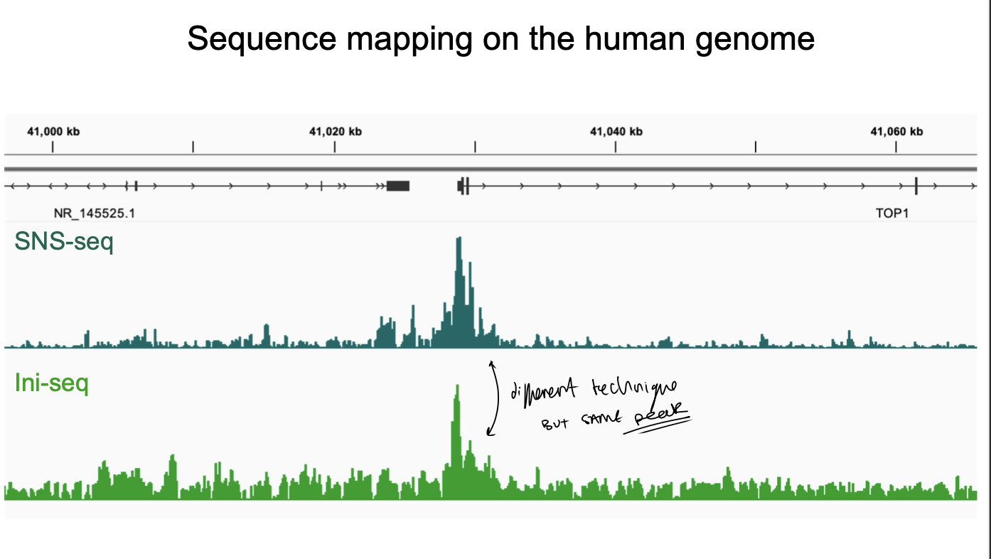 <ul><li><p>yielded consistent result</p></li><li><p>detailing tens of thousands of defined replication origins in the human genome</p></li></ul><p></p>