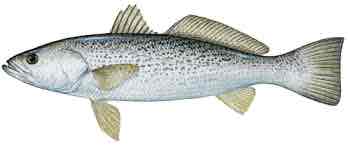 <p>Weakfish</p>