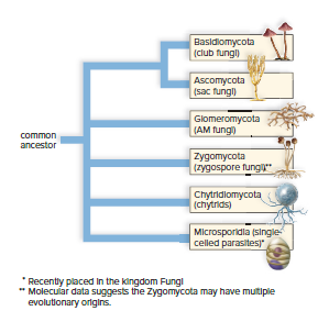 Fig 18.19 Evolutionary relationships of the major groups of fungi.