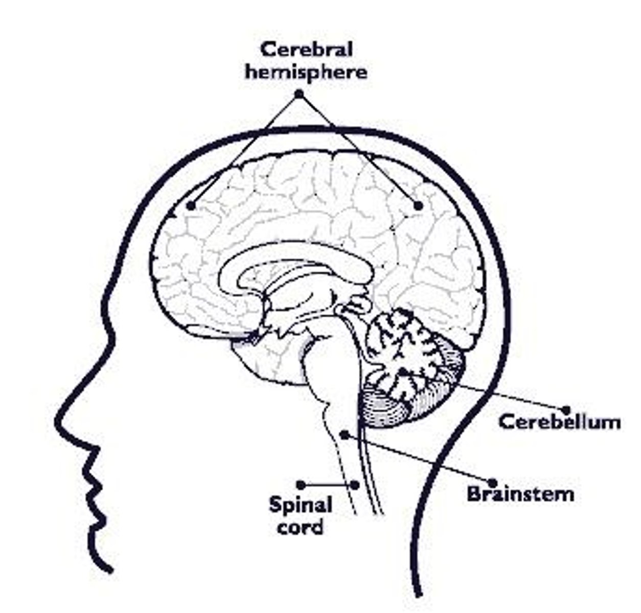 <p>Largest brain region; divided into two hemispheres.</p>