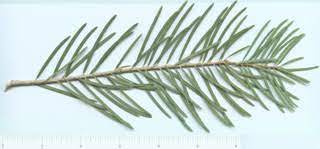 <p>Narrow, pointfed fir, needles flat, flexible, light-blue with white bands on both (Concolor), cyndrical, upright cones</p>