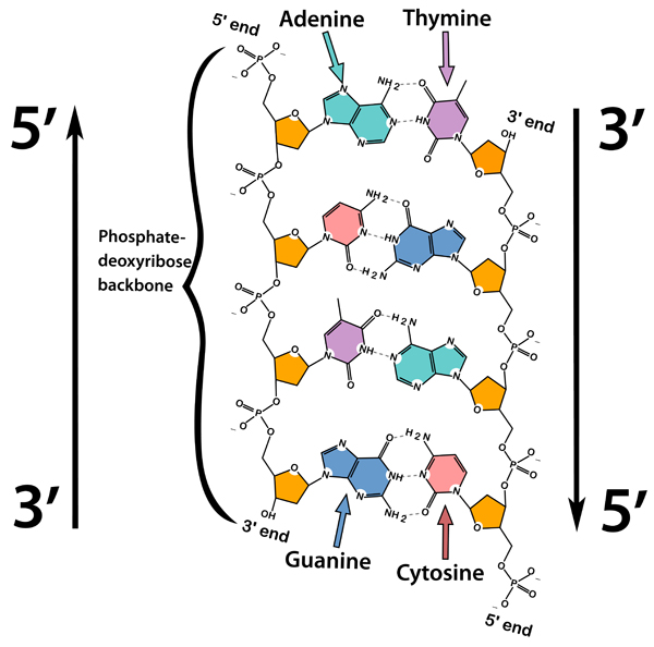 <p>The 5’ end of DNA has the phosphate groups, while the 3’ end is the pentose sugar.</p>