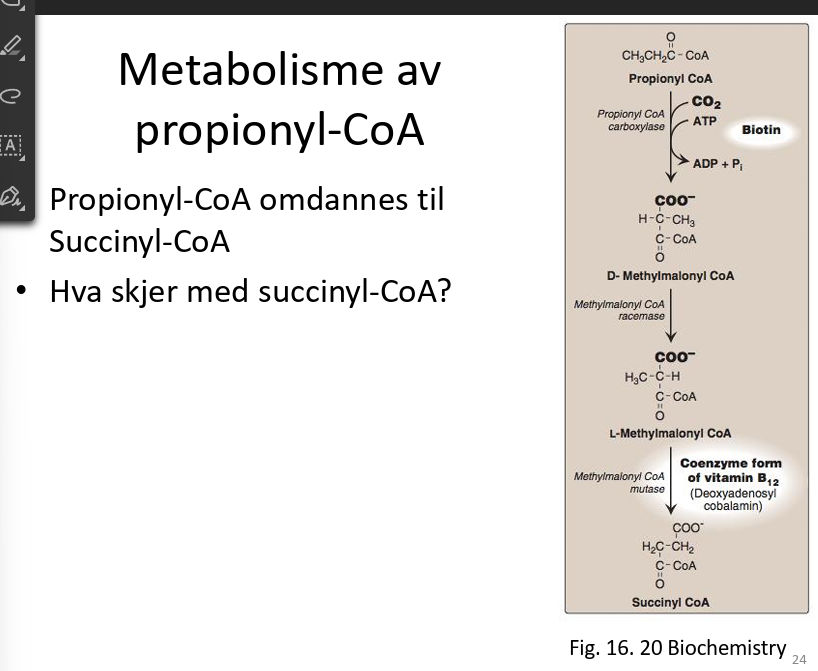<p>Vi står da igjen med propionyl CoA, omdannes til succinyl CoA</p>