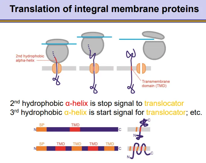 <ul><li><p>integral membrane proteins contain a <strong>signal peptide sequence</strong> at the <strong>N-terminus</strong></p></li><li><p>as the ribosome translates the protein, once the signal peptide emerges, a <strong>signal recognition particle</strong> (SRP) will <strong>bind</strong>, which <strong>pauses </strong>translation </p></li><li><p>the SRP binds to an<strong> SRP receptor </strong>on the plasma membrane, so that the signal peptide can begin to go through a <strong>translocator across </strong>the membrane</p></li><li><p>SRP <strong>dissociates </strong>so translation can <strong>continue</strong></p></li><li><p>when hydrophobic alpha helices are translated, these will get recognised as a transmembrane domain</p></li><li><p>the <strong>signal peptidase</strong> enzyme <strong>cleaves </strong>the signal peptide off at the end</p></li></ul><p></p>