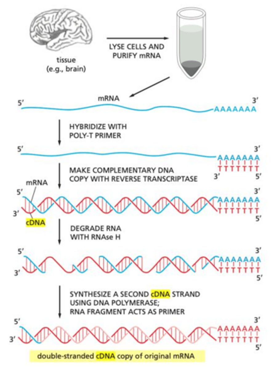 <p>Reverse transcriptase.</p>