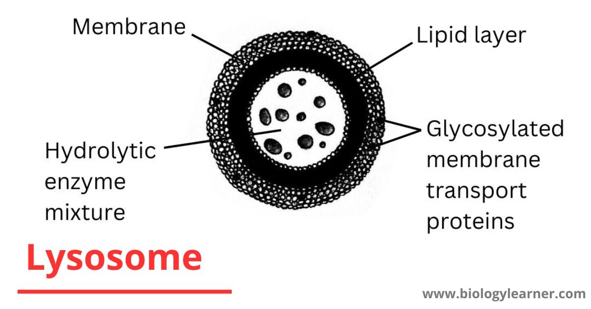 <p>Lysosome</p>