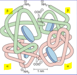 <ul><li><p><strong>4</strong> subunits</p></li><li><p>each subunit has a <strong>heme</strong></p></li></ul><p></p>