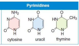 <p>contain only one ring in their structure</p><p>Cytosine, Thymine &amp; Uracil (CUT the Pie)</p>