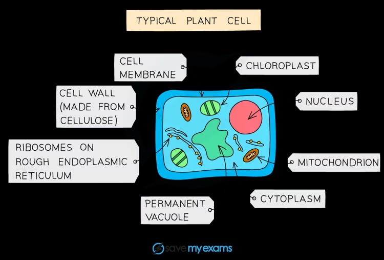 <p>Cell wall, chloroplasts, large central vacuole</p>