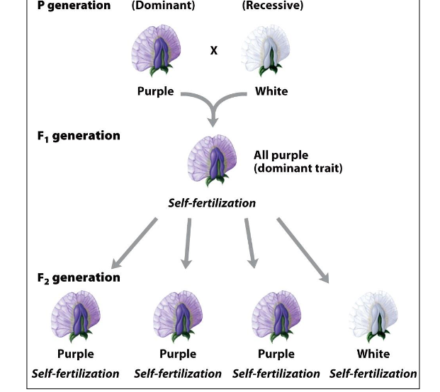 <p>Dominant and recessive.</p>