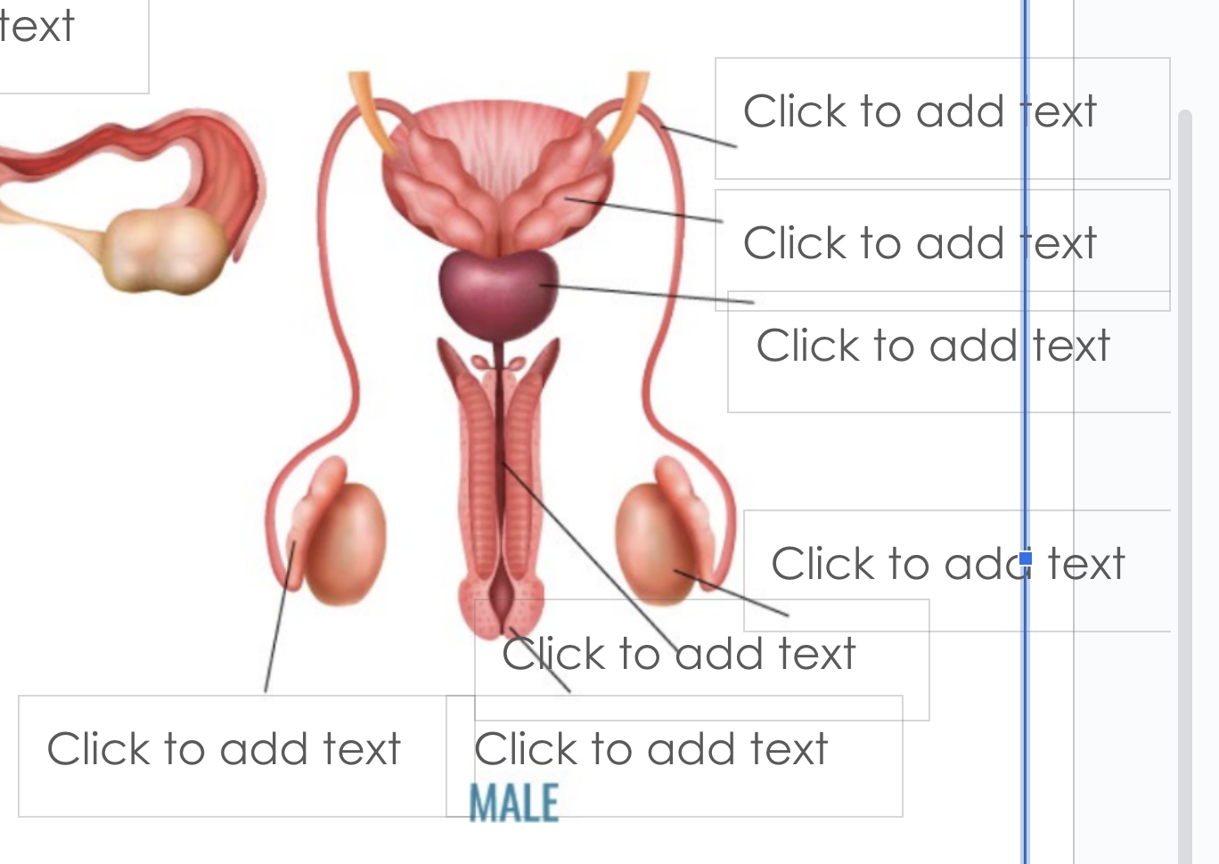 <p>label all parts of the male rperoduive system </p>