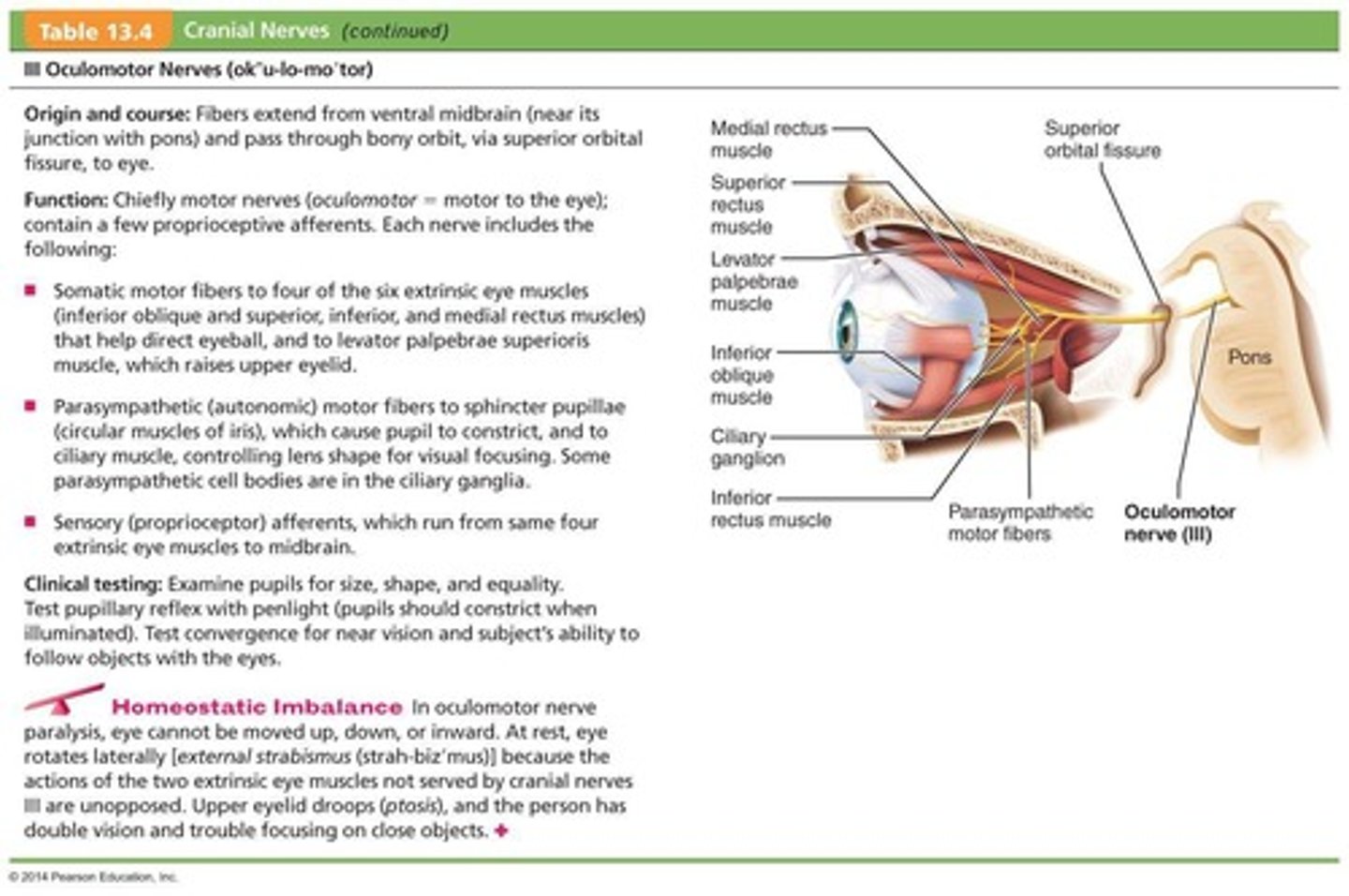 <p>They form a regeneration tube that guides the growth of the axon and help in the formation of a new myelin sheath.</p>