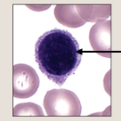 <p>Identify this leukocyte (agranulocyte)</p>