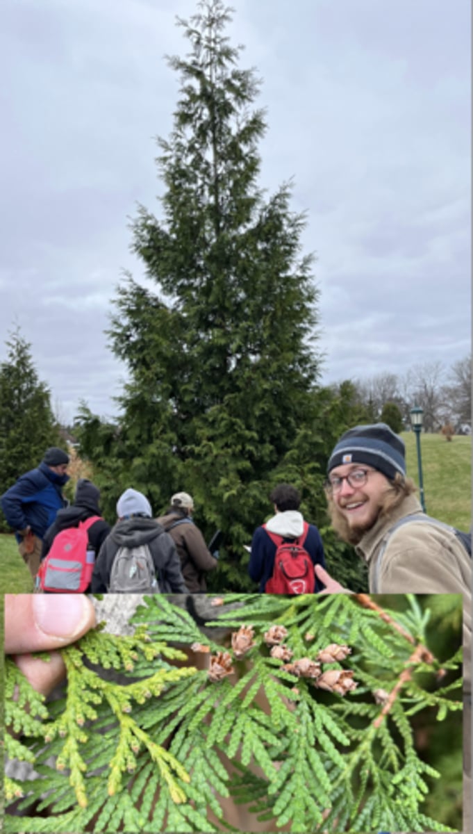 <p>THE arborvitae(??), conical HOG, m+f cones, male cones at tip</p>