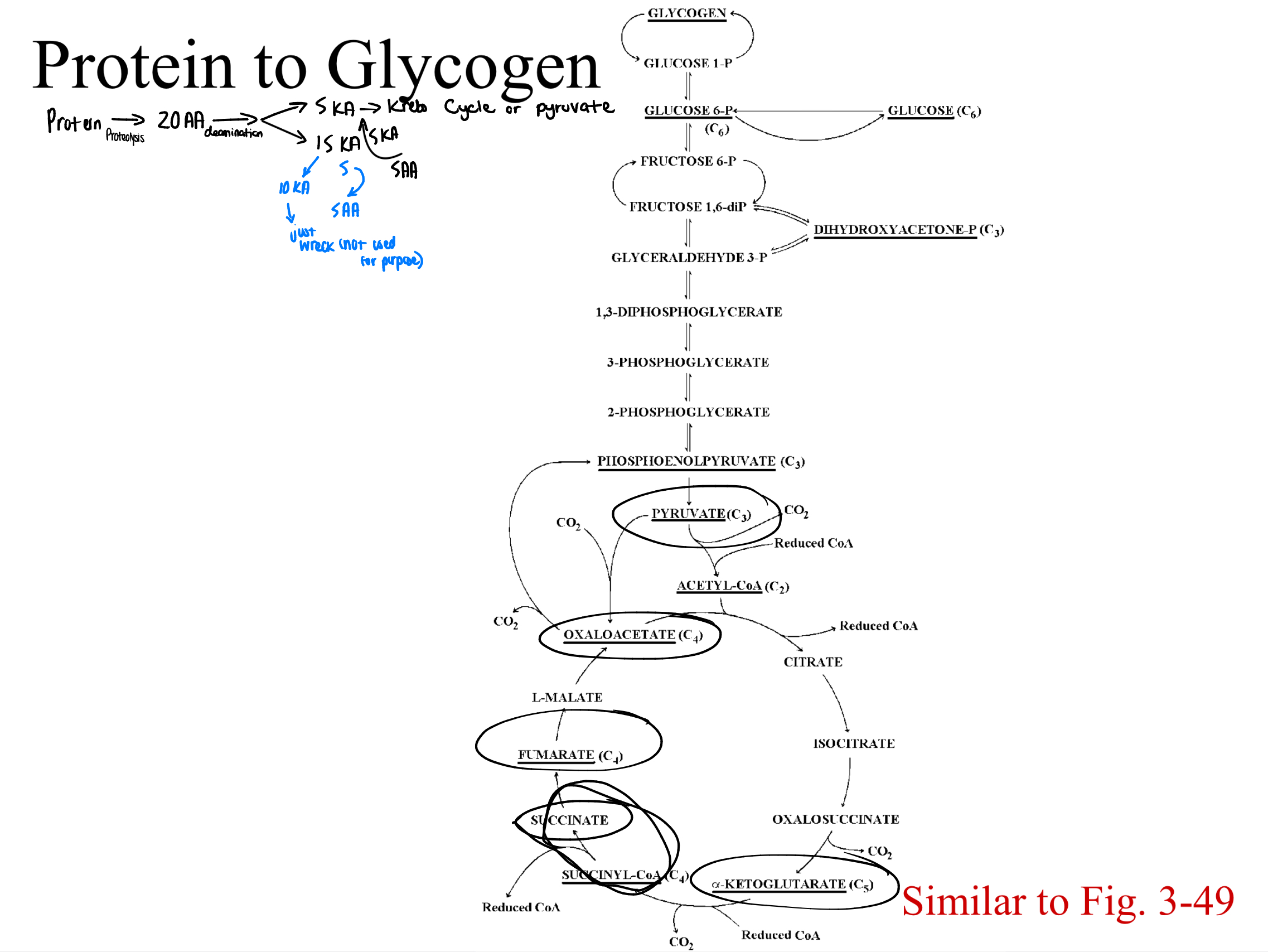 knowt flashcard image