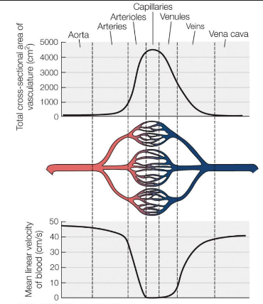 <p>Capillaries have the most total cross sectional area, which means that they have the least linear velocity of all blood vessels.</p><p> This is because the larger total area allows for more exchange of gases and nutrients, resulting in slower blood flow. </p>