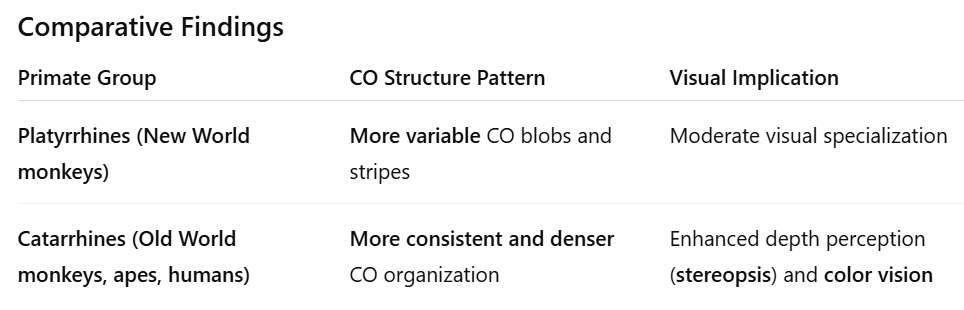 <p><strong>Overview</strong> </p><ul><li><p><strong>Cytochrome Oxidase (CO):</strong></p><ul><li><p>An <strong>enzyme marker</strong> indicating <strong>metabolic (energy) activity</strong> in the brain.</p></li><li><p>High CO levels = regions with <strong>high energy demand</strong> (active neural processing).</p></li></ul></li></ul><p> </p><p> <strong>Location in the Visual System</strong> </p><ul><li><p>Found in:</p><ul><li><p><strong>CO blobs</strong> in <strong>V1 (primary visual cortex)</strong></p></li><li><p><strong>CO stripes</strong> in <strong>V2 (secondary visual cortex)</strong></p></li></ul></li><li><p>These structures are critical for <strong>color, depth, and object processing</strong></p></li></ul><p><strong>Neural Connections</strong> </p><ul><li><p><strong>Koniocellular (K) cells</strong> project directly to <strong>CO blobs</strong>.<br>→ Integrate <strong>motion</strong>, <strong>color</strong>, and <strong>threat-related cues</strong> within early visual processing.</p></li></ul><p> </p><div data-type="horizontalRule"><hr></div><p> <strong>Co-evolution with Diet</strong> </p><ul><li><p><strong>Fruit-eating primates</strong>:</p><ul><li><p>Have <strong>larger Parvocellular (P) pathways</strong> and <strong>larger brains</strong>.</p></li><li><p>Needed <strong>precise color and spatial vision</strong> to identify ripe fruits among foliage.</p></li></ul></li><li><p><strong>Fruiting diet</strong> supplied <strong>sugars (energy)</strong> to power <strong>metabolically expensive visual systems</strong>.</p></li></ul><p> </p><div data-type="horizontalRule"><hr></div><p> <strong>Key Takeaway</strong> </p><figure data-type="blockquoteFigure"><div><blockquote><p><strong>CO density reflects how visually specialized a primate is.</strong><br><strong>Catarrhines</strong> show the most developed visual cortex because <strong>fruit-rich diets and predator pressure</strong> supported evolution of <strong>high-energy, high-resolution vision.</strong></p></blockquote><figcaption></figcaption></div></figure><p></p>