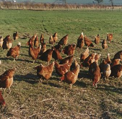 <p>Which type of management system involves foraging for insects, grass, and seeds, and is supplemented with grains? Housing is minimal, with birds outdoors with some shelter. It is characterized by small flock sizes.</p>