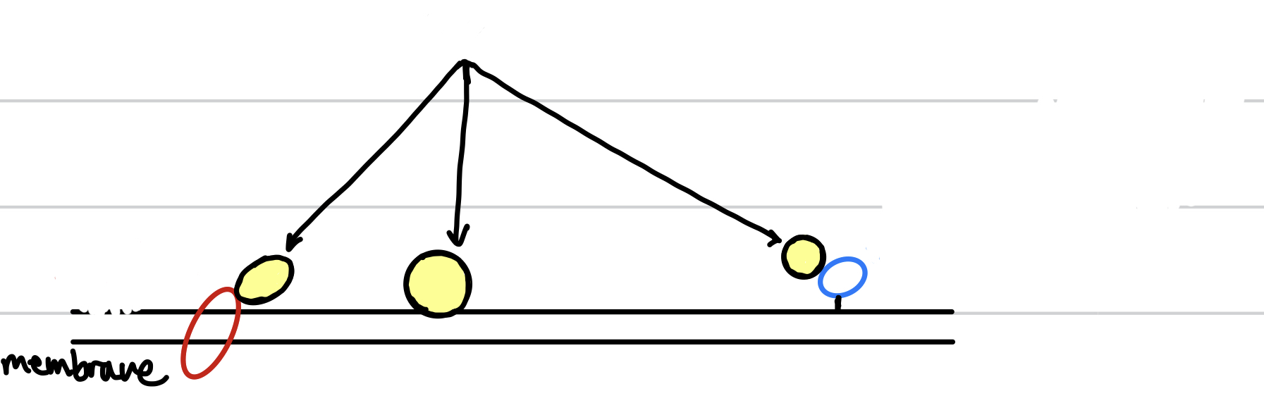 the circles with yellow indicate the 