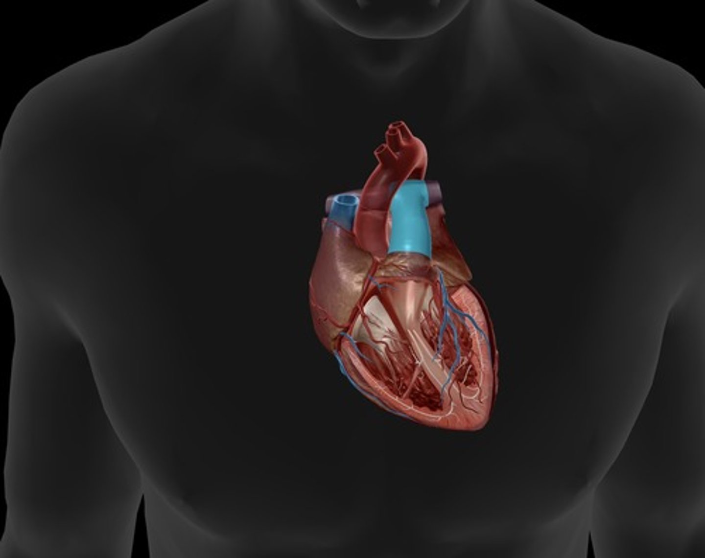 <p>carries blood from right ventricle to pulmonary arteries</p>