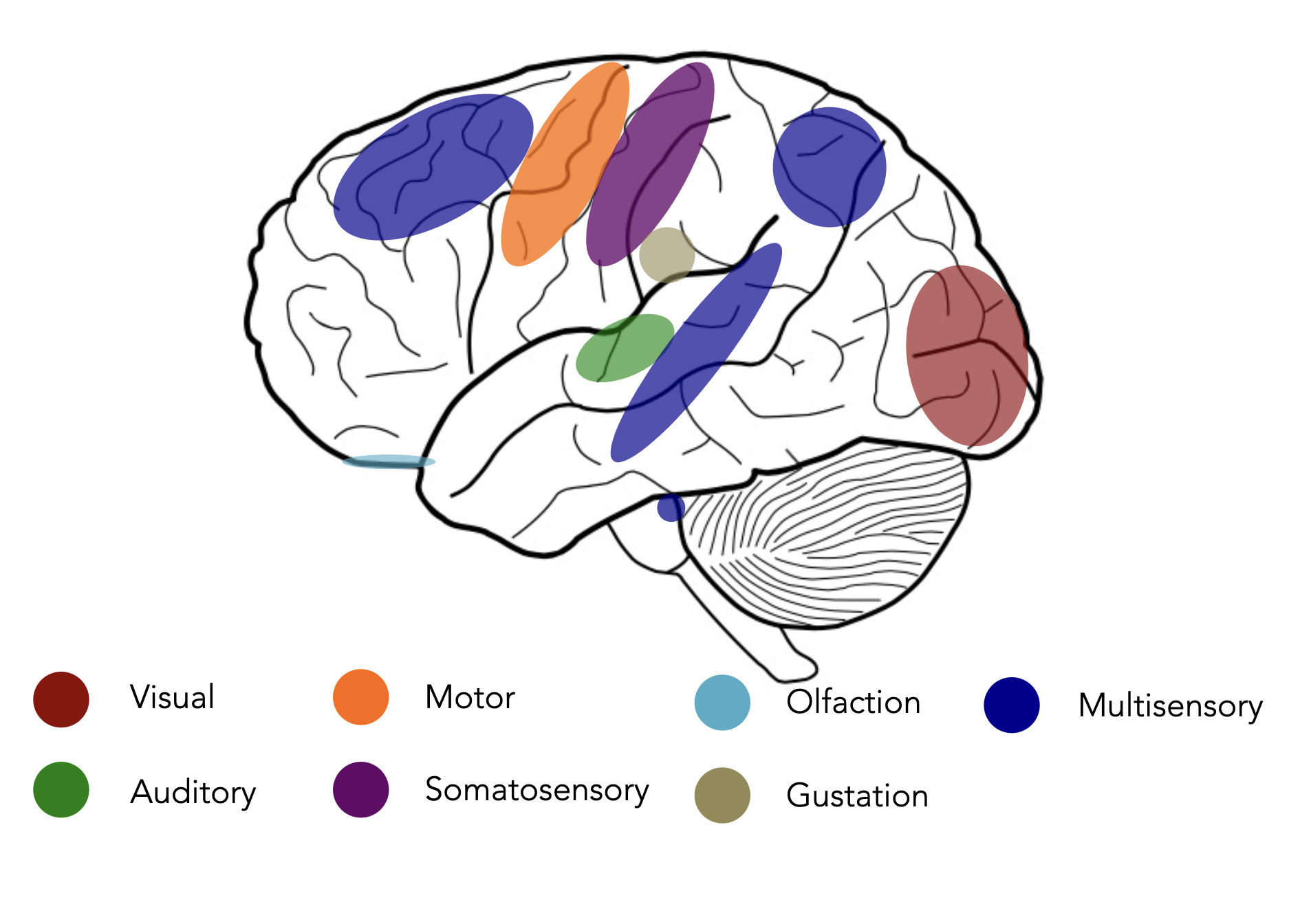 <ul><li><p>motor cortex: movement</p></li><li><p>somatosensory cortex: somatic sensation (sense of touch)</p></li><li><p>visual/striate cortex: vision</p></li><li><p>auditory cortex: hearing</p></li></ul>