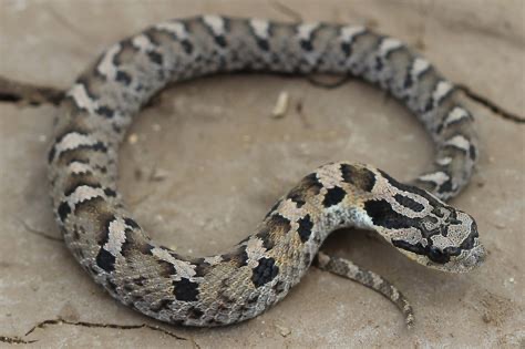 <p>Eastern hog nosed snake</p>
